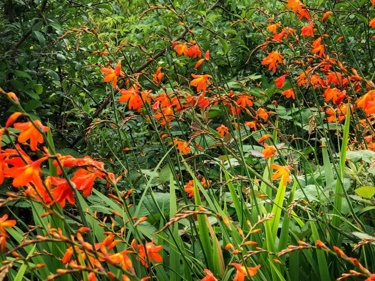 Niblick Bed and Breakfast Bantry Exteriör bild